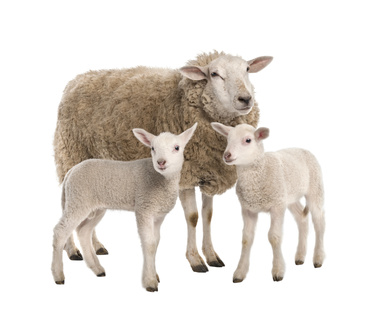 Farm Friends Farm Friends