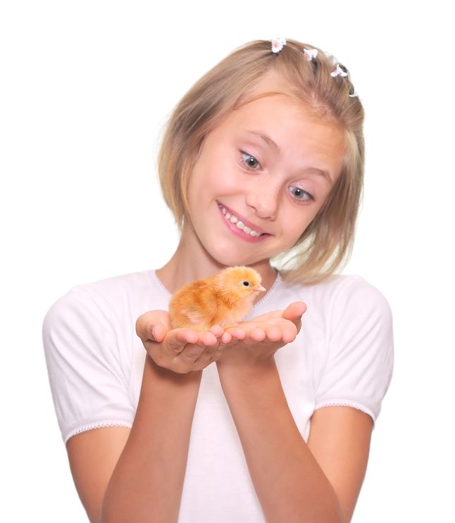 Baby Chicken Baby Chicken